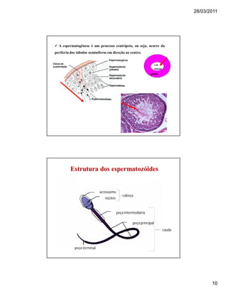 28/03/2011
10
 A espermatogênese é um processo centrípeto, ou seja, ocorre da
periferiados túbulos seminíferos em direção ao centro.
Luz
tubular
epitélio
Estrutura dos espermatozóidesEstrutura dos espermatozóides
acrossomo
núcleo
peça intermediária
peça principal
cabeça
peça terminal
cauda
 