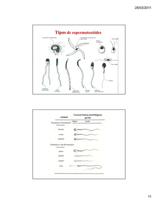 28/03/2011
11
TiposTipos de espermatozóidesde espermatozóides
Características morfológicas
geraisAnimal
Domésticos Ruminantes
cabeça cauda
bovino
ovino
caprino
porco
equino
canino
aves
Domésticos não-Ruminantes
 