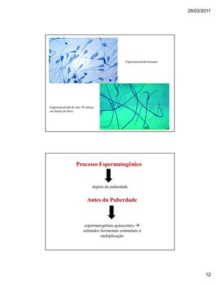 28/03/2011
12
Espermatozóide humano
Espermatozóide de rato  cabeça
em forma de foice
Processo EspermatogênicoProcesso Espermatogênico
depois da puberdade
Antes da PuberdadeAntes da Puberdade
espermatogônias quiescentes 
estímulos hormonais estimulam a
multiplicação
 