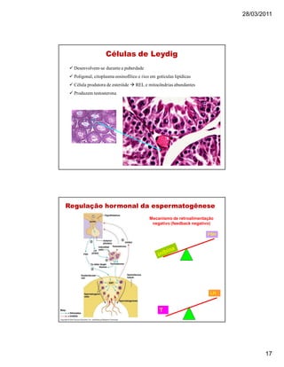 28/03/2011
17
Células de LeydigCélulas de Leydig
 Desenvolvem-se durante a puberdade
 Poligonal, citoplasma eosinofílico e rico em gotículas lipídicas
 Célula produtora de esteróide  REL e mitocôndrias abundantes
 Produzem testosterona
Regulação hormonal da espermatogêneseRegulação hormonal da espermatogênese
T
LH
FSH
Mecanismo de retroalimentação
negativo (feedback negativo)
 
