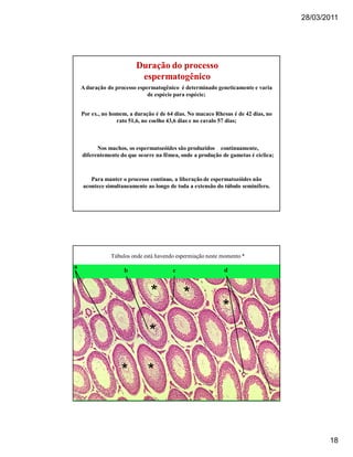 28/03/2011
18
A duração do processo espermatogênico é determinado geneticamente e varia
de espécie para espécie;
Por ex., no homem, a duração é de 64 dias. No macaco Rhesus é de 42 dias, no
rato 51,6, no coelho 43,6 dias e no cavalo 57 dias;
Nos machos, os espermatozóides são produzidos continuamente,
diferentemente do que ocorre na fêmea, onde a produção de gametas é cíclica;
Para manter o processo contínuo, a liberação de espermatozóides não
acontece simultaneamente ao longo de toda a extensão do túbulo seminífero.
Duração do processoDuração do processo
espermatogênicoespermatogênico
Túbulos onde está havendo espermiação neste momento *
*
**
* *
*
 