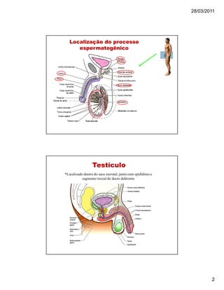 28/03/2011
2
Localização do processoLocalização do processo
espermatogênicoespermatogênico
TestículoTestículo
*Localizado dentro do saco escrotal, junto com epidídimo e
segmento inicial do ducto deferente
 