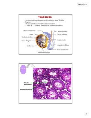 28/03/2011
3
TestículosTestículos
- Envolvido por uma cápsula de tecido conjuntivo denso  túnica
albugínea
- Dividido em lóbulos  ± 250 lóbulos testiculares
- 1 lóbulo  1 a 4 túbulos seminíferos  altamente enovelados
cabeça do epidídimo
septos
lóbulos testiculares
túnica albugínea
túbulos retos
túbulos seminíferos
cauda do epidídimo
corpo do epidídimo
rede testicular
ductos eferentes
ducto deferente
Túbulos
seminíferos
espaço intersticial
 