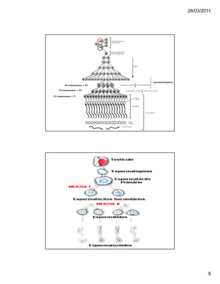 28/03/2011
5
46 cromossomos e 4N
23 cromossomos e 2N
23 cromossomos e N
espermacitogênese
 