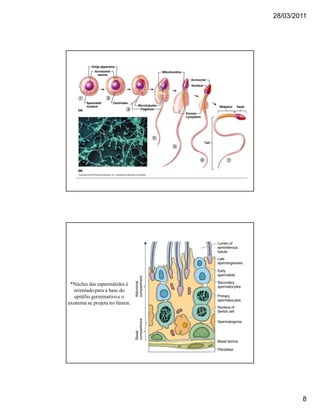 28/03/2011
8
*Núcleo das espermátides é
orientadopara a base do
epitélio germinativo e o
axonema se projeta no lúmen.
 