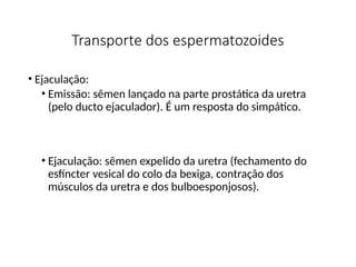 Transporte dos espermatozoides
• Ejaculação:
• Emissão: sêmen lançado na parte prostática da uretra
(pelo ducto ejaculador). É um resposta do simpático.
• Ejaculação: sêmen expelido da uretra (fechamento do
esfíncter vesical do colo da bexiga, contração dos
músculos da uretra e dos bulboesponjosos).
 