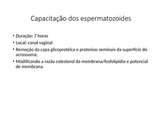Capacitação dos espermatozoides
• Duração: 7 horas
• Local: canal vaginal
• Remoção da capa glicoprotéica e proteínas seminais da superfície do
acrossoma;
• Modificando a razão colesterol da membrana/fosfolipídio e potencial
de membrana.
 
