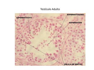 Testículo Adulto
 