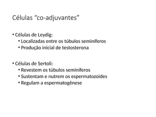 Células “co-adjuvantes”
• Células de Leydig:
• Localizadas entre os túbulos seminíferos
• Produção inicial de testosterona
• Células de Sertoli:
• Revestem os túbulos seminíferos
• Sustentam e nutrem os espermatozoides
• Regulam a espermatogênese
 