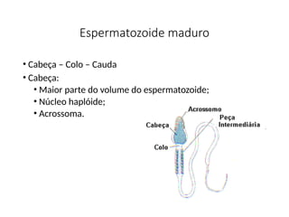 Espermatozoide maduro
• Cabeça – Colo – Cauda
• Cabeça:
• Maior parte do volume do espermatozoide;
• Núcleo haplóide;
• Acrossoma.
 