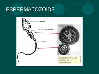 ESPERMATOZOIDE 