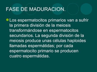 FASE DE MADURACION. Los espermatocitos primarios van a sufrir la primera división de la meiosis transformándose en espermatocitos secundarios. La segunda división de la meiosis produce unas células haploides llamadas espermátidas; por cada espermatocito primario se producen cuatro espermátidas.  