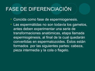 FASE DE DIFERENCIACI ÓN Concida como fase de espermiogenesis. Las espermátidas no son todavía los gametos, antes deben experimentar una serie de transformaciones anatómicas, etapa llamada espermiogénesis, al final de la cual quedarán convertidas en espermatozoides. Éstos están formados  por las siguientes partes: cabeza, pieza intermedia y la cola o flagelo. 