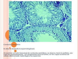 Conductos seminíferos
En ellos se desarrolla la espermatogénesis.
Al examinar un corte transversal de conductos seminiferos, se observa, hacia la periferia, una
capa de espermatogonios , al ir progresando hacia el lumen, se ven capas sucesivas de
células diferenciadas, hasta llegar a los espermios.
 