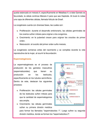 queda estancado en meiosis II, específicamente en Metafase II; si éste Gameto es
fecundado, la célula continúa Meiosis II para que sea Haploide. Al óvulo lo rodea
una capa de diferentes células, llamada folículo de Graaf.
La ovogénesis cuenta con diversas fases, las cuales son:
Proliferación: durante el desarrollo embrionario, las células germinales de
los ovarios sufren mitosis para originar a los ovogonios.
Crecimiento: en la pubertad crecen para originar los ovocitos de primer
orden.
Maduración: el ovocito del primer orden sufre meiosis.
La ovogénesis comienza antes del nacimiento y se completa durante la vida
reproductiva de la mujer, al ocurrir la fecundación.
Espermatogénesis.
La espermatogénesis es el proceso de
producción de los gametos masculinos
(espermatozoides)
producción

en

que
los

tienen

su

testículos,

específicamente en los tubulos seminíferos.
Dentro de este, destacan los siguientes
procesos:
Proliferación: las células germinales
de los testiculos sufren mitosis para
que la cantidad de espermatogonios
sea amplia.
Crecimiento: las células germinales
sufren su primera división meiótica
para formar los llamados "espermatocitos 1". Luego sufren su segunda
división meiótica, donde se forman los "espermatocitos 2".

 