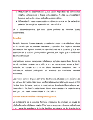 Maduración: los espermatocitos 2, que ya son haploides y de cromosomas
simples, se les genera el flagelo y el acrosoma. A estos espermatocitos 2,
luego de su transformación se les llama espermátida.
Diferenciación: cada espermátida es diferente a otra por la variabilidad
genética (crossing-over y permutación cromosómica).
En la espermatogénesis, por cada célula germinal se producen cuatro
espermátidas.
Gónadas.
También llamadas órganos sexuales primarios funcionan como glándulas mixtas
en la medida que se producen hormonas y gametos. Los órganos sexuales
secundarios son aquellas estructuras que maduran en la pubertad y que son
esenciales en el cuidado y transporte de gametos, son rasgos que se consideran
de atracción sexual.
Los testículos son dos estructuras ovaladas que se hallan suspendidas dentro del
escroto mediante cordones espermáticos, son las que producen semen y líquido
testicular; su función endocrina es liberar hormonas masculinas como la
testosterona,

quienes

participaran

en

mantener

los

caracteres

sexuales

masculinos.
Los ovarios son dos órganos con forma de almendra, situados en los extremos de
las trompas de Falopio, los ovarios son formados aproximadamente cuando el feto
hembra tiene 3 meses y cuando la mujer entra a la pubertad los óvulos se van
desarrollando. Su función endocrina es liberar hormonas como la progesterona y
estrógeno, las cuales intervendrán en el ciclo ovárico.
Función de las hormonas en la espermatogénesis.
La testosterona es la principal hormona masculina, la sintetizan un grupo de
células llamadas células de Leydig. Esta hormona promueve la espermatogénesis
o en casos de abundancia la inhibe tambien se encarga de la sintesis de la

 