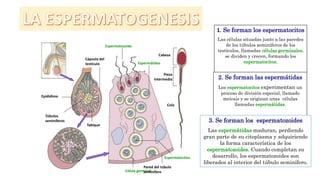 Cápsula del
testículo
Epidídimo
Túbulos
seminíferos
Tabique
1. Se forman los espermatocitos
Las células situadas junto a las paredes
de los túbulos seminíferos de los
testículos, llamadas células germinales,
se dividen y crecen, formando los
espermatocitos.
Célula germinal
Pared del túbulo
seminífero
Espermatocitos
2. Se forman las espermátidas
Los espermatocitos experimentan un
proceso de división especial, llamado
meiosis y se originan unas células
llamadas espermátidas.
Espermátidas
3. Se forman los espermatozoides
Las espermátidas maduran, perdiendo
gran parte de su citoplasma y adquiriendo
la forma característica de los
espermatozoides. Cuando completan su
desarrollo, los espermatozoides son
liberados al interior del túbulo seminífero.
Cola
Pieza
intermedia
Cabeza
Espermatozoide
 