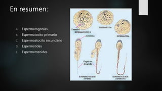 En resumen:
A. Espermatogonias
B. Espermatocito primario
C. Espermaatocito secundario
D. Espermatides
E. Espermatozoides
 
