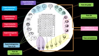 ETAPA DE LA
ESPERMIOGENESIS
Fase de golgi
Fase de
maduración
Fase acrosómica
Fase de
encasquetamiento
Espermatogonios
Tipo A,I,B
Espermatogonio
PL
Espermatocitos
paquiténicos
Espermatocito
Leptoténico
Espermatocito
preleptoténico
Espermatocito
secundario
 
