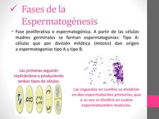Espermatogénesis Fases