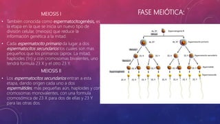 FASE MEIÓTICA:
MEIOSIS I
• También conocida como espermatocitogenésis, es
la etapa en la que se inicia un nuevo tipo de
división celular, (meiosis) que reduce la
información genética a la mitad.
• Cada espermatocito primario da lugar a dos
espermatocitos secundarios los cuales son mas
pequeños que los primarios (aprox. La mitad,
haploides (1n) y con cromosomas bivalentes, uno
tendrá formula 23 X y el otro 23 Y.
MEIOSIS II
• Los espermatocitos secundarios entran a esta
etapa, dando origen cada uno a dos
espermátides, más pequeñas aún, haploides y con
cromosomas monovalentes, con una formula
cromosómica de 23 X para dos de ellas y 23 Y
para las otras dos.
 