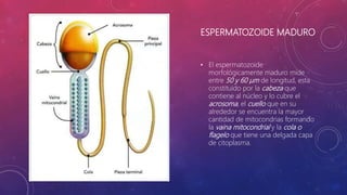 ESPERMATOZOIDE MADURO
• El espermatozoide
morfológicamente maduro mide
entre 50 y 60 μm de longitud, esta
constituido por la cabeza que
contiene al núcleo y lo cubre el
acrosoma, el cuello que en su
alrededor se encuentra la mayor
cantidad de mitocondrias formando
la vaina mitocondrial y la cola o
flagelo que tiene una delgada capa
de citoplasma.
 