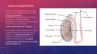 TÚBULOS SEMINÍFEROS
• Cuando la etapa de la pubertad llega
cordones seminíferos se transforman
túbulos seminíferos.
Al rededor de los túbulos seminíferos
encuentra un tejido conectivo
peritubular en el cual se incluyen vasos
sanguíneos, y unas células
células intersticiales (de Leydig).
• Estas células están dispuestas en capas
compartimientos y juntos reciben el
nombre de epitelio seminífero, las
células de gran importancia en el
epitelio seminífero son: las células
sustentaculares (de Sertoli) y las células
espermatogénicas.
 
