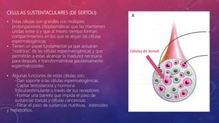 CELULAS SUSTENTACULARES (DE SERTOLI)
• Estas células son grandes con múltiples
prolongaciones citoplasmáticas que las mantienen
unidas entre sí y que al mismo tiempo forman
compartimientos en los que se alojan las células
espermatogénicas.
• Tienen un papel fundamental ya que actuaran
“nodrizas” de las células espermatogénicas y que
permitirán a estas alcanzar la madurez necesaria
para después ir transformándose paulatinamente
espermatozoides.
• Algunas funciones de estas células son:
-Dan soporte a las células espermatogénicas.
-Captar testosterona y hormona
foliculoestimulante a través de sus receptores.
-Formar una barrera que impida el paso de
sustancias toxicas y células cancerosas.
-Filtrar el paso de sustancias nutritivas, esteroides
y metabolitos.
Células de Sertoli
 