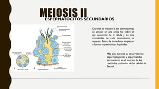 MEIOSIS II
ESPERMATOCITOS SECUNDARIOS
Durante la meiosis II, los cromosomas
se alinean en una única fila sobre el
eje ecuatorial de la célula y las dos
cromátides de cada cromosoma se
separan. Éstos de inmediato empiezan
a formar espermátidas haploides.
Más aún, durante su desarrollo los
espermatogonios y espermátidas
permanecen en el interior de las
cavidades profundas de las células de
Sertoli.
 