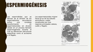 ESPERMIOGÉNESIS
Las espermátidas que se
derivan de la división de los
espermatocitos secundarios
sufren una compleja
transformación en
espermatozoides sin división
celular en un proceso llamado
espermiogénesis durante el
cual se diferencian estructuras
específicas como el acrosoma
y el flagelo.
Los espermatozoides migran
hacia la luz de los túbulos
seminíferos y están
constituidos por tres
regiones principales cabeza,
cuello y flagelo.
 