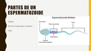 • Cabeza
• Porcion media/ pieza conectora
• Cola
PARTES DE UN
ESPERMATOZOIDE
 