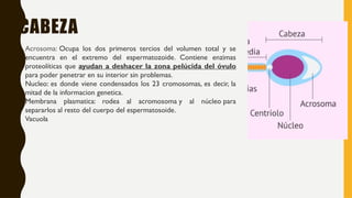 1. Acrosoma: Ocupa los dos primeros tercios del volumen total y se
encuentra en el extremo del espermatozoide. Contiene enzimas
proteolíticas que ayudan a deshacer la zona pelúcida del óvulo
para poder penetrar en su interior sin problemas.
2. Nucleo: es donde viene condensados los 23 cromosomas, es decir, la
mitad de la informacion genetica.
3. Membrana plasmatica: rodea al acromosoma y al núcleo para
separarlos al resto del cuerpo del espermatosoide.
4. Vacuola
CABEZA
 