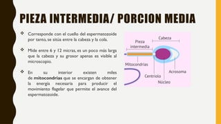 PIEZA INTERMEDIA/ PORCION MEDIA
 Corresponde con el cuello del espermatozoide
por tanto, se sitúa entre la cabeza y la cola.
 Mide entre 6 y 12 micras, es un poco más larga
que la cabeza y su grosor apenas es visible al
microscopio.
 En su interior existen miles
de mitocondrias que se encargan de obtener
la energía necesaria para producir el
movimiento flagelar que permite el avance del
espermatozoide.
 