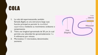COLA
1. La cola del espermatozoide, también
llamada flagelo, es una estructura larga cuya
función principal es permitir la movilidad
espermática mediante su movimiento ondeante o
serpenteante.
2. Tiene una longitud aproximada de 50 µm, lo cual
permite una velocidad de aproximadamente 1 a
4 milímetros por minuto.
3. Microtubos: 11 microtubos, denominados
axonema
 