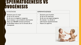 ESPERMATOGÉNESIS VS
OVOGÉNESIS
OVOGÉNESIS ESPERMATOGÉNESIS
- Exclusivo para la mujer
- Se da en los ovarios
- Se da con un ovogonia/ ovogonias
- En la meiosis 1 no se divide la información
- Nace con 400,000 ovocitos primarios
- Su fertilidad reduce con la cercanía de su
menopausia
- Exclusivo para hombre
- Se da en los testículos
- Se da con una espermatogonia
- En meiosis 1 se divide la
información equitativamente
- Nacen sin esperma
 