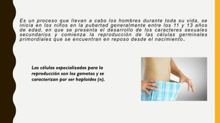Es un proceso que llevan a cabo los hombres durante toda su vida, se
inicia en los niños en la pubertad generalmente entre los 11 y 13 años
de edad, en que se presenta el desarrollo de los caracteres sexuales
secundarios y comienza la reproducción de las células germinales
primordiales que se encuentran en reposo desde el nacimiento .
Las células especializadas para la
reproducción son los gametos y se
caracterizan por ser haploides (n).
 