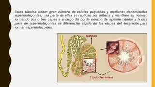 Estos túbulos tienen gran número de células pequeñas y medianas denominadas
espermatogonias, una parte de ellas se replican por mitosis y mantiene su número
formando dos o tres capas a lo largo del borde externo del epitelio tubular y la otra
parte de espermatogonias se diferencian siguiendo las etapas del desarrollo para
formar espermatozoides.
 