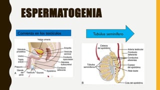 ESPERMATOGENIA
Tubúlus seminífero
Comienza en los testículos
 