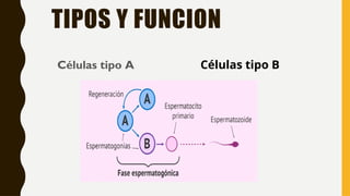TIPOS Y FUNCION
Células tipo A Células tipo B
 
