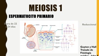 ESPERMATOCITO PRIMARIO
MEIOSIS 1
Guyton y Hall
Tratado de
Fisiología
Dura de 22
a 24 días
Reduccional
 