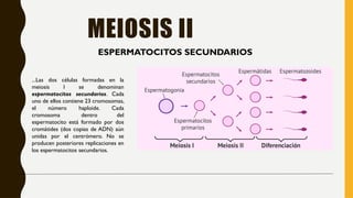 MEIOSIS II
ESPERMATOCITOS SECUNDARIOS
...Las dos células formadas en la
meiosis I se denominan
espermatocitos secundarios. Cada
uno de ellos contiene 23 cromosomas,
el número haploide. Cada
cromosoma dentro del
espermatocito está formado por dos
cromátides (dos copias de ADN) aún
unidas por el centrómero. No se
producen posteriores replicaciones en
los espermatocitos secundarios.
 