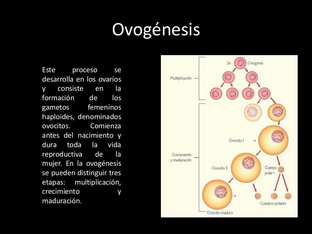 Espermatogenesis Y Ovogenesis