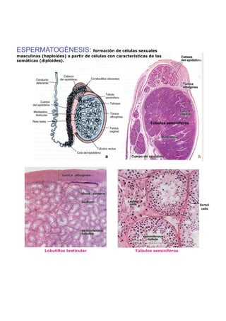 ESPERMATOGÉNESIS: formación de células sexuales
masculinas (haploides) a partir de células con características de las
somáticas (diploides).




                                                               Túbulos seminíferos




                                                                                     Sertoli
                                                                                      cells




             Lobulillos testicular                      Túbulos seminíferos
 