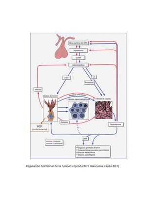 MIF
    (embrionaria)




Regulación hormonal de la función reproductora masculina (Ross-803)
 