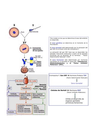 Tres niveles en los que se determina el sexo del embrión
 en desarrollo.

 El sexo genético se determina en el momento de la
 fecundación.

 El sexo gonadal está determinado por la activación del
 gen SRY, en el brazo corto del cromosoma Y.

 La activación del gen SRY hace que se desarrollen las
 gónadas masculinas (testículos) a partir de las gónadas
 primitivas por la secreción de la hormona        “Factor
 Determinante Testicular” (TDF)

 El sexo hormonal esta determinado por hormonas
 secretadas por la gónadas en desarrollo: Testosterona,
 Dihidrotestosterona     y    el  “Factor     Inhibidor
 Mülleriano” (MIF),




Cromosoma Y: Gen SRY  Hormona Proteica TDF
                         (Factor Determinante Testicular)



                                Sexo Gonadal



 Celulas de Sertoli  Hormona MIF
                          (Factor Inhibidor Mülleriano)




                        Inhibe el desarrollo de
                        órganos genitales
                        primitivos femeninos
 