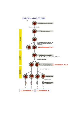 ESPERMATOGÉNESIS




                   44 autosomas, X e Y




                     Profase I: recombinación (22 dias)




                                          22 autosomas, X ó Y




22 autosomas, Y   22 autosomas, X
 