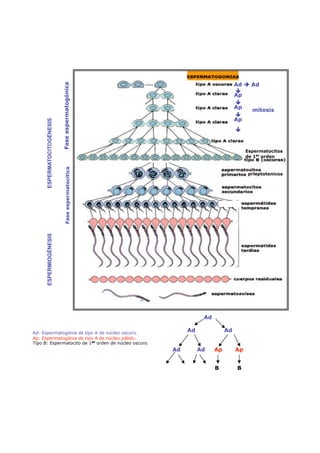 Ad  Ad
                             Fase espermatogónica




                                                                                 
                                                                                 Ap




                                                                                 
                                                                                 Ap
                                                                                        mitosis




                                                                                 
                                                                                 Ap
      ESPERMATOCITOGÉNESIS




                                                                                 
                                                                                      Espermatocitos
                                                                                      de 1er orden
                                Fase espermatocítica




                                                                                      prleptotenicos
      ESPERMIOGÉNESIS




                                                                  Ad

Ad: Espermatogónia de tipo A de núcleo oscuro.
                                                            Ad              Ad
Ap: Espermatogónia de tipo A de núcleo pálido.
Tipo B: Espermatocito de 1er orden de núcleo oscuro.
                                                       Ad        Ad    Ap        Ap


                                                                       B         B
 