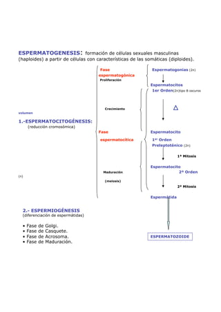 ESPERMATOGENESIS: formación de células sexuales masculinas
(haploides) a partir de células con características de las somáticas (diploides).

                                      Fase                   Espermatogonias (2n)
                                     espermatogónica
                                     Proliferación
                                                            Espermatocitos
                                                             1er Orden(2n)tipo B oscuros



                                        Crecimiento
volumen


1.-ESPERMATOCITOGÉNESIS:
      (reducción cromosómica)
                                     Fase                   Espermatocito

                                     espermatocítica         1er Orden
                                                             Preleptoténico (2n)

                                                                          1ª Mitosis


                                                            Espermatocito
                                       Maduración                       2º Orden
(n)
                                        (meiosis)
                                                                          2ª Mitosis


                                                            Espermátida


  2.- ESPERMIOGÉNESIS
  (diferenciación de espermátidas)

  •  Fase   de   Golgi.
  •  Fase   de   Casquete.
  •  Fase   de   Acrosoma.                                  ESPERMATOZOIDE
  •  Fase   de   Maduración.
 