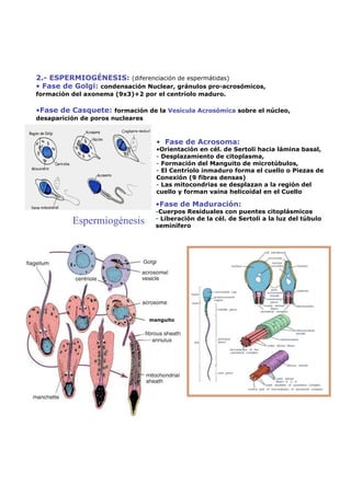 2.- ESPERMIOGÉNESIS: (diferenciación de espermátidas)
•  Fase de Golgi: condensación Nuclear, gránulos pro-acrosómicos,
formación del axonema (9x3)+2 por el centríolo maduro.

• Fase de Casquete: formación de la Vesícula Acrosómica sobre el núcleo,
desaparición de poros nucleares



                                    •  Fase de Acrosoma:
                                    • Orientación en cél. de Sertoli hacia lámina basal,
                                    -  Desplazamiento de citoplasma,
                                    -  Formación del Manguito de microtúbulos,
                                    -  El Centríolo inmaduro forma el cuello o Piezas de
                                    Conexión (9 fibras densas)
                                    -  Las mitocondrias se desplazan a la región del
                                    cuello y forman vaina helicoidal en el Cuello

                                    • Fase de Maduración:
                                    - Cuerpos Residuales con puentes citoplásmicos
          Espermiogénesis           -  Liberación de la cél. de Sertoli a la luz del túbulo
                                    seminífero




                                  manguito
 