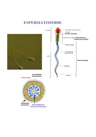 Cuello: centríolo


                                  : mitocondrias y
                                  Piezas de conexión




                                         Pieza Principal




Piezas de Conexión
 